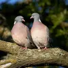 La période de reproduction du Pigeon ramier s'étend d'**avril à octobre**.