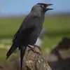 Le Choucas des tours a un **cri plus clair** que celui de la Corneille noire ou du Corbeau freux. 