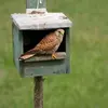 Au jardin, le Faucon crécerelle peut s'installer dans les **nichoirs**.