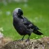 Lors de la **parade nuptiale**, la femelle fait **vibrer ses ailes** et la queue, **hérisse** son plumage et **replie son bec** sur la poitrine.