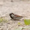 Le Moineau domestique aime les **bains de sable**. Au jardin, on peut installer une bassine de sable fin.