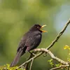 Son chant est **mélodieux et flûté**, souvent avec un final plus **aigu**.