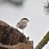 Elle s’installe parfois dans le **bois en décomposition**, qu’elle agrandit parfois à coup de bec.