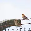 On la trouve parfois dans les **jardins et cimetières** à proximité des villages