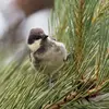 Chez les **juvéniles** (jeune oiseau qui a développé son premier plumage complet mais n’a pas encore son plumage adulte) le noir est plutôt marron. Ils sont plus **ternes**.
