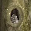 Le jour, elle **somnole** devant l'entrée d'un **trou d'arbre**.