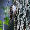 et là, le chant du grimpereau des bois avec des **strophes plus longues** avec des **séries descendantes de tons aigus**.