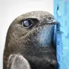 Sa tête est **brun-noir** avec le **menton blanchâtre**.