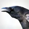La Corneille noire n'est **pas un oiseau chanteur**…