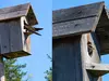 Le Martinet noir pourrait **venir au jardin** s'il peut installer son nid dans un **endroit abrité**, à **6-7 m de hauteur**, avec une **surface d'envol et d'atterrissage** dégagé.