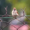 Le Moineau friquet vit dans les **paysages aménagés** comme les haies, champs, buissons et vergers.