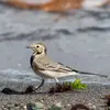 Sa marche est **saccadée**.