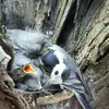 Elle donne **2 à 3 couvées par an** de 5 à 6 œufs gris clair tachetés de brun clair.