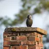 Le Choucas des tours vit dans des espaces variés **autour des villes et villages** : dans les **parcs et jardins**...
