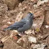 Il est souvent en train de rechercher de la nourriture dans les **champs**, **décharges** parfois en compagnie de corbeaux.