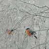 En hiver, **plusieurs couples** se rassemblent et se déplacent ensemble.
