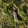 Elle vit aussi dans les **oliveraies** et les fourrés des **parcs et jardins**.