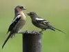 Pendant la période de reproduction, il se déplace **seul, en couple ou en famille**.