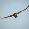 On le reconnaît à son vol **rapide et rasant** où il alterne les battements d'ailes et de longs glissés.