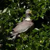Le Pigeon ramier se nourrit principalement de **matières végétales** : feuilles, fleurs, bourgeons, baies, graines...