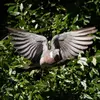 Il frappe parfois les ailes pour **effrayer les prédateurs**.