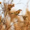 À partir du **mois d'août**, les chardonnerets se rassemblent en groupe et **migrent vers des zones dégagées** (prairies riches en chardons).