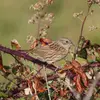Au jardin, l'Accenteur mouchet aime s'installer dans les **haies épaisses et les broussailles**.