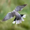 Au printemps, on peut admirer son **vol nuptial** : après un **vol ascendant abrupt**, elle **redescend** gracieusement **en planant**, avec des **roucoulements** doux.