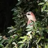 Il niche dans les **arbres** et se fait discret pendant la reproduction.