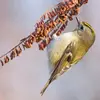 Il se suspend jusqu'au **bout des branches** pour trouver des insectes.