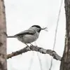 Comme la plupart des mésanges, elle est **insectivore** au printemps et en été et passe au régime **granivore** en fin d’automne et en hiver.