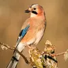 Le Geai des chênes est de la taille d'un **Choucas des tours**.