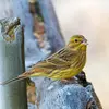 Le Bruant jaune a un cri typique **"tsic" un peu métallique**.