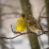 La femelle a un plumage plus **grisâtre** et le jaune est **plus pâle et plus fin**.
