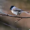 **Au printemps**, les mâles commencent à chanter pour trouver une femelle et les **faux couples se séparent**.