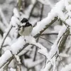 Bien adaptée au froid, elle est très présente en **montagne** et dans le **nord de l’Europe**. 