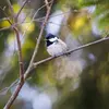 On la trouve aussi dans les **forêts mixtes**, composées de feuillus et de **conifères**.
