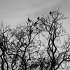 Ils se regroupent dans des **arbres dortoirs** comme de grands platanes pour la nuit.