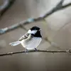 C’est un oiseau **sédentaire** en France qui passe l’hiver dans nos régions. 