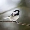 Comme les autres mésanges, elle produit des chants et des cris avec des **sons aigus, simples et répétitifs**.
