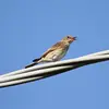Le Gobe-mouche gris pousse des cris **fins et aigus**. "tsit" incisifs et brefs.