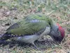 Le Pic vert se nourrit surtout d'**insectes et de larves** trouvés **au sol**.