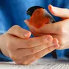 Mais c'est aussi un **grand émotif**. Les bagueurs doivent le manipuler délicatement pour ne pas le faire mourir d'un choc émotionnel!