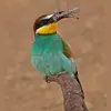 Incurvé vers le bas, il lui permet de garder une **bonne visibilité** lorsqu'il saisit une grosse proie.