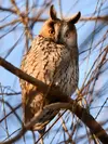 Le hibou moyen-duc a un **chant nuptial** que l'on entend **dès février**.