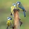 Leur chant n’est pas très mélodieux. On dit que les Mésanges **zinzinulent** !