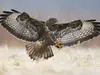 De tous les oiseaux de proies, c'est elle qui a la **vue la plus perçante**. Son **ouïe** lui permet aussi de déceler les mouvements d'une proie dans l'herbe. 