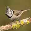 La Mésange huppée a un **collier** noir assez fin et une **petite bavette** noire. Elle a un **petit croissant** noir sur ses joues blanches.