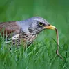 La Grive litorne mange des **vers et insectes**...