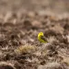 Le Bruant jaune vit dans les **zones agricoles** avec haies et  buissons, dans les champs, **vergers** et à la **lisière des forêts**.